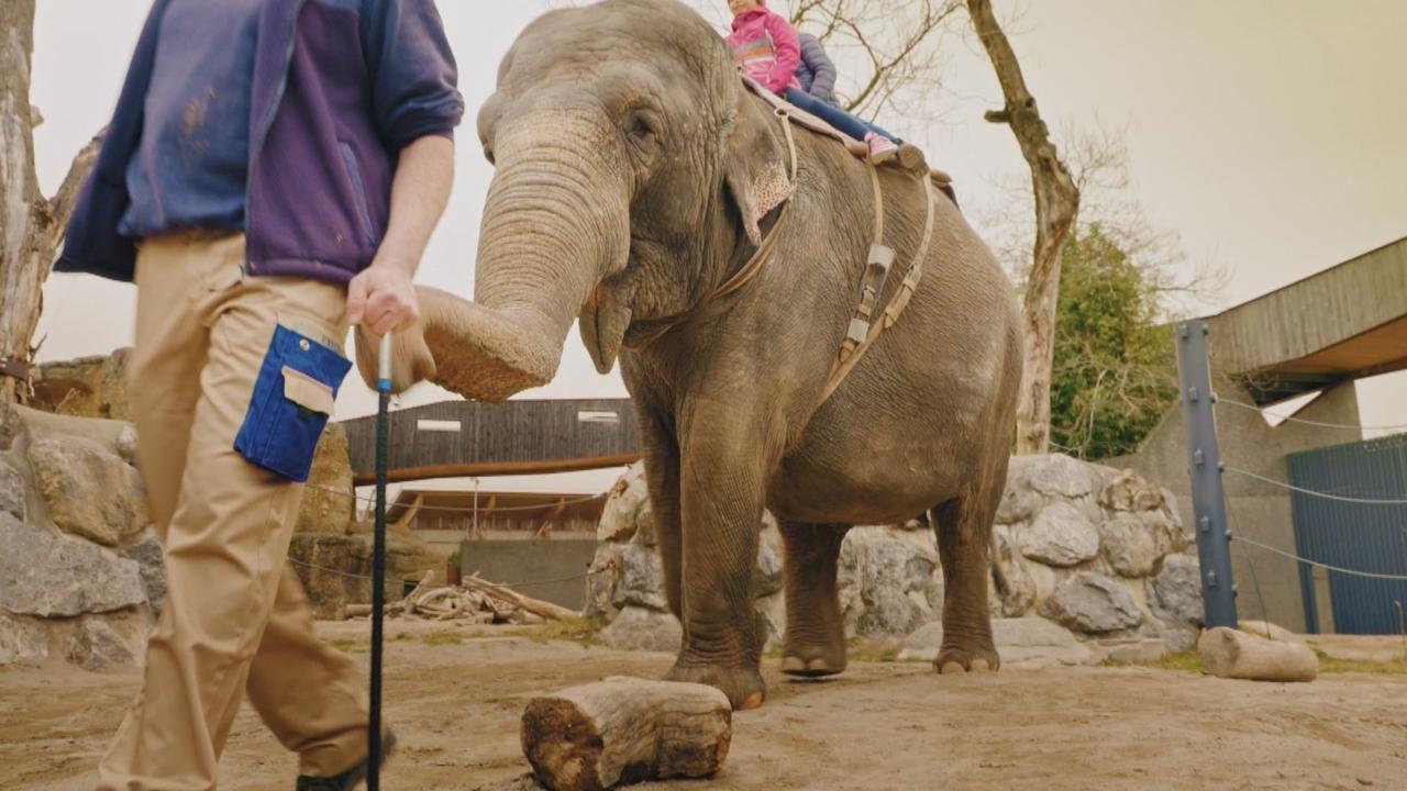 Le Zoo de Knie organise des balades à dos d'éléphants [SRF]