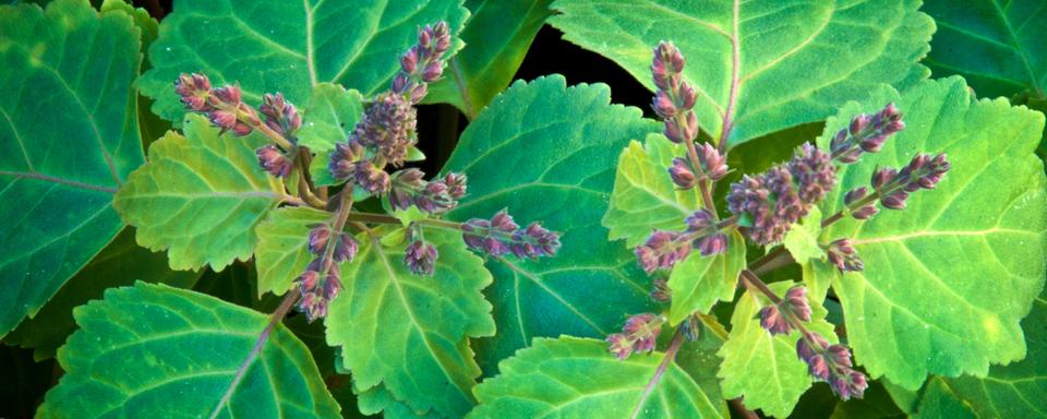 Patchouli (Pogostemon cablin). [Depositphotos - sorsillo]