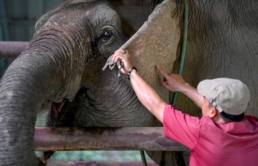 Sounthone Phitsamone, assistant vétérinaire et chef des cornacs, inspecte l'oreille d'un éléphant. Centre de conservation des éléphants, province de Sainyabuli, Laos, octobre 2024. [AFP - TANG CHHIN SOTHY]