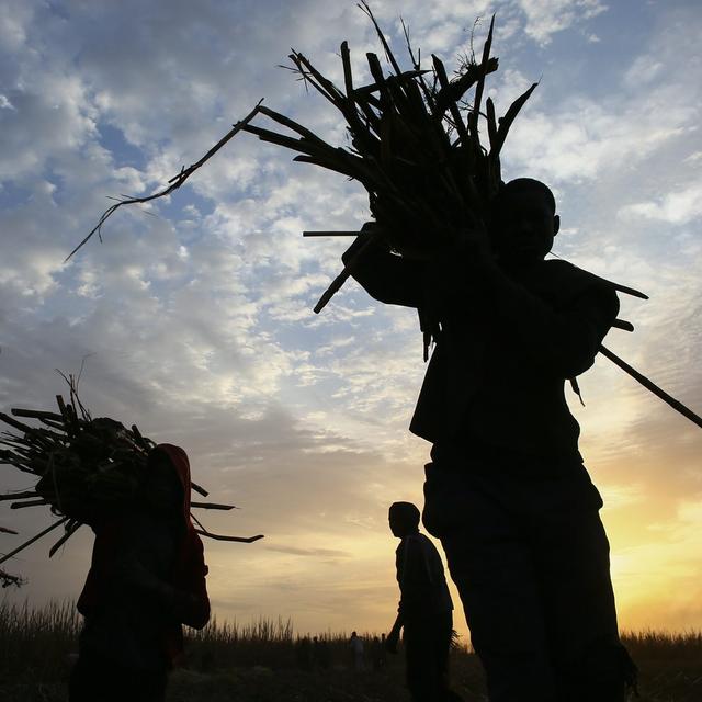 Boris Cyrulnik rappelle que le système économique de l'esclavage a été défendu notamment pour garder à bas coûts la commercialisation du sucre pour les pays européens, ceci au prix du pillage colonial des ressources et de l'exploitation des personnes présentes sur les continents africains et américains. Ici, des jeunes enfants travaillant à mains nues dans une plantation de cannes à sucre au Mali en 2013 (image d'illustration). [Keystone/EPA - Nic Bothma]