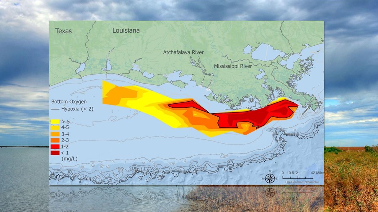 Extension de la zone hypoxique sur le golfe du Mexique en 2023 [NOAA/Wikipedia - Yinan Chen]