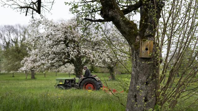 L'usage de pesticides de la part des paysans suisses baisserait même si une transition vers l'agriculture biologique séduit peu et que la protection face aux espèces invasives se réduit sans l'usage de pesticides. [Keystone - Gaetan Bally]