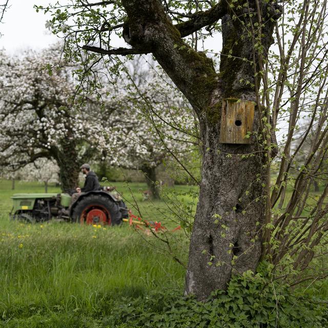 L'usage de pesticides de la part des paysans suisses baisserait même si une transition vers l'agriculture biologique séduit peu et que la protection face aux espèces invasives se réduit sans l'usage de pesticides. [Keystone - Gaetan Bally]