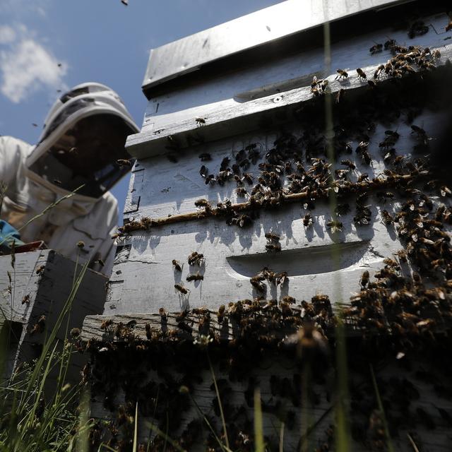 Le nombre d'apiculteurs, quant a lui, continue de chuter. [Keystone - Sébastien Nogier]