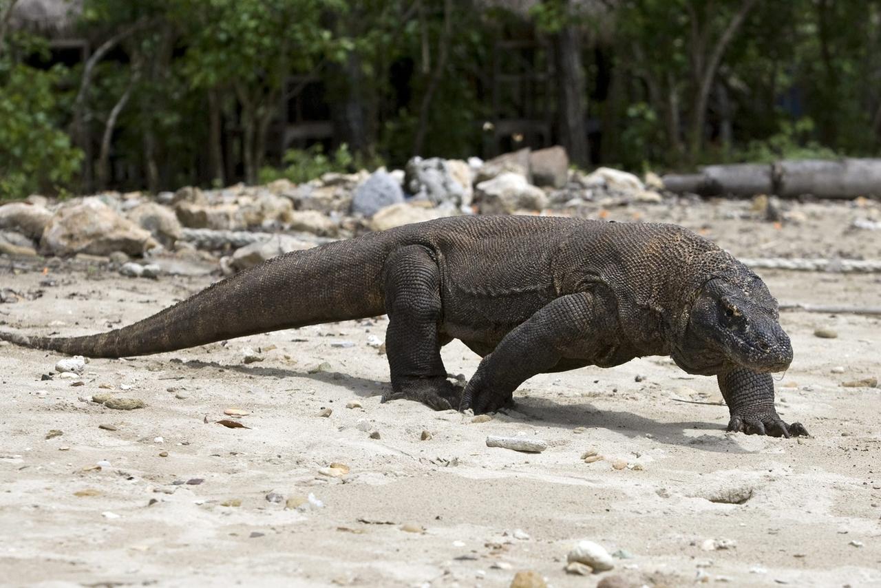 Un dragon du Komodo sur une plage de l'île du même nom.  Il existe entre 4000 et 5000 spécimens en liberté. [KEYSTONE - MADE NAGI]