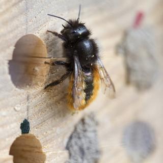 Pour lutter contre la disparition des abeilles sauvages à cause de la pollution, des zones de nidification en forme de brique à trou ont été mise en place. [Keystone - Gaetan Bally]