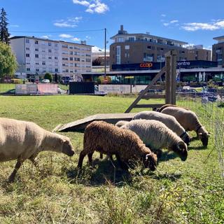 En milieu urbain, moutons et chèvres contribuent à l’entretien des prairies communales - Ecopaturage. [RTS - © Camille Besse]