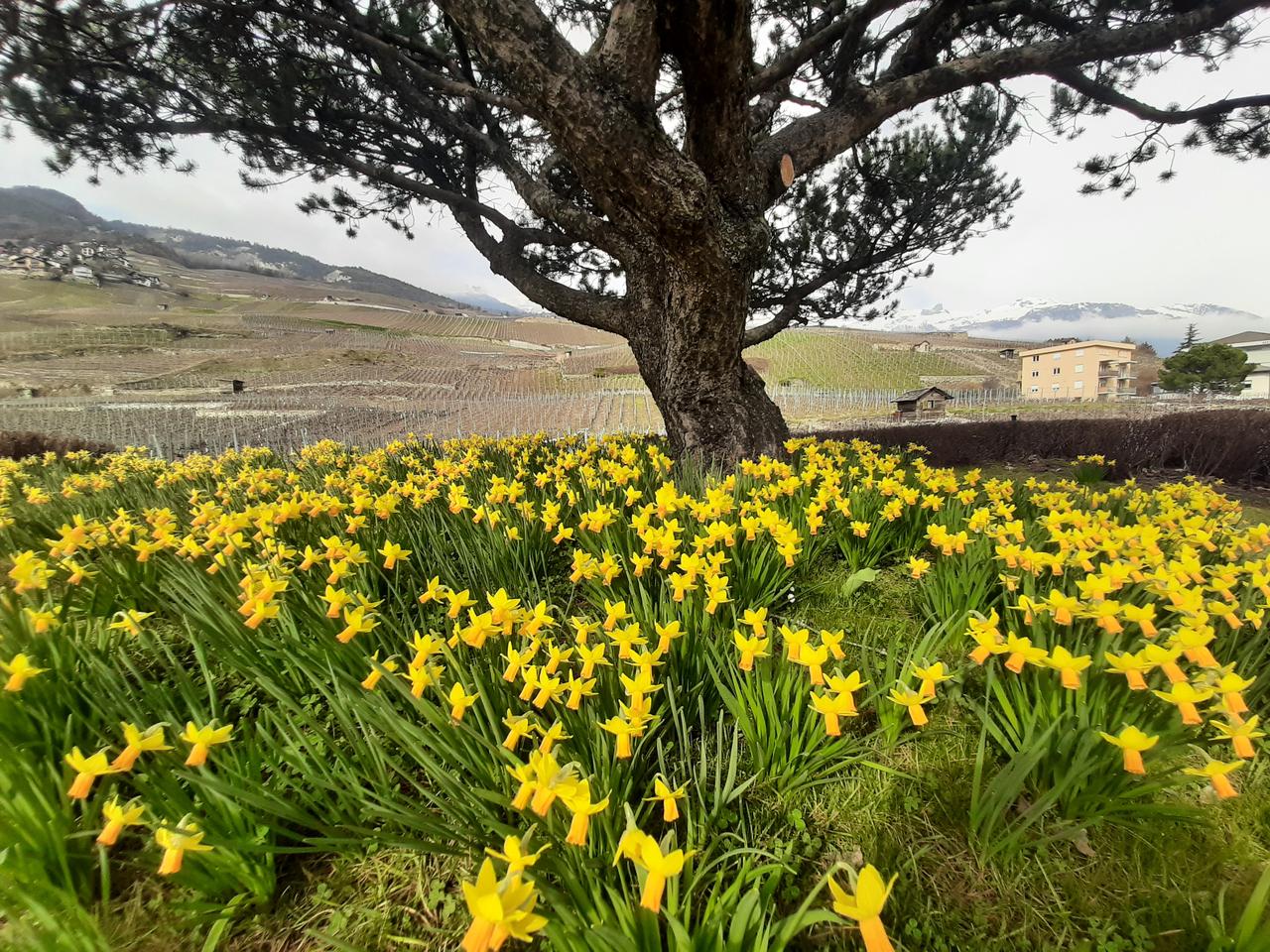 Des jonquilles à Sierre. [Vos infos - Lucinda Augusto]