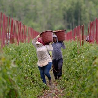 "Food inc. 2", un documentaire sur les ravages de l'agrobusiness présenté au FIFDH. [www.youtube.com]