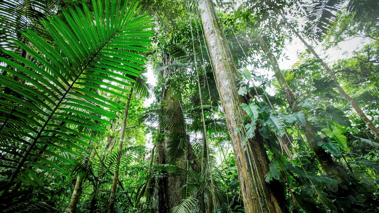 Forêt tropicale. (image d'illustration) [RTS]