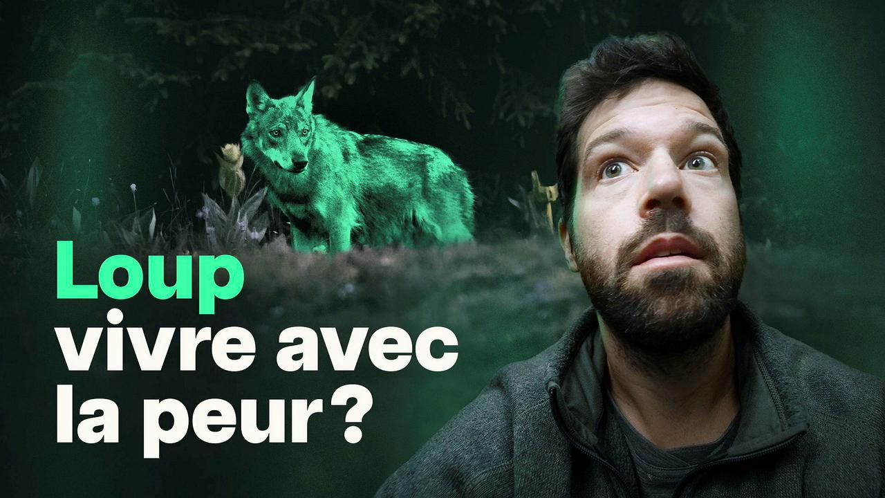 Le loup a-t-il (encore) peur de nous?