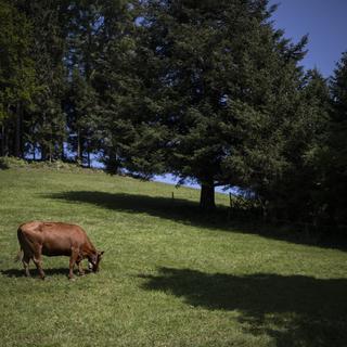 Des taux trop élevés de polluants éternels PFAS ont été trouvés dans de la viande d'élevage en Suisse allemande. [Keystone - Gian Ehrenzeller]