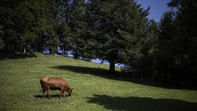 Des taux trop élevés de polluants éternels PFAS ont été trouvés dans de la viande d'élevage en Suisse allemande. [Keystone - Gian Ehrenzeller]