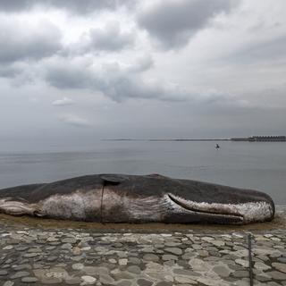 Une fausse baleine échouée à été mis en place par un collectif d'artistes à la COP29. [EPA / Keystone - Anatoly Maltsev]