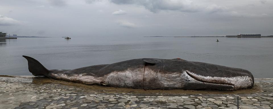 Une fausse baleine échouée à été mis en place par un collectif d'artistes à la COP29. [EPA / Keystone - Anatoly Maltsev]