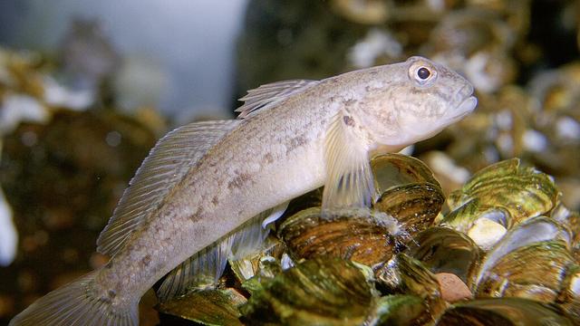 Le gobie est une espèce de poisson envahissante et dangereuse pour la biodiversité. [Wikimedia Commons. - Eric Engbretson, U.S. Fish and Wildlife Service]