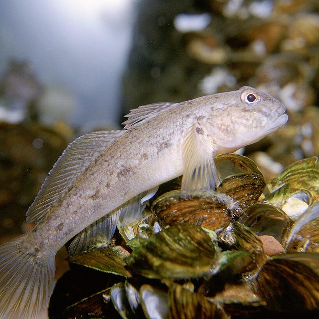 Le gobie est une espèce de poisson envahissante et dangereuse pour la biodiversité. [Wikimedia Commons. - Eric Engbretson, U.S. Fish and Wildlife Service]