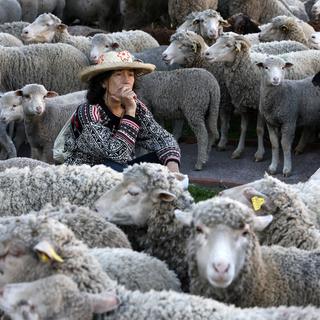 Vendredi 26 janvier: une bergère au milieu de ses moutons dans la rue à Draguignan, dans le sud de la France, lors d'une manifestation d'agriculteurs. [EPA/Keystone - Sébastien Nogier]