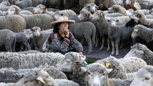 Vendredi 26 janvier: une bergère au milieu de ses moutons dans la rue à Draguignan, dans le sud de la France, lors d'une manifestation d'agriculteurs. [EPA/Keystone - Sébastien Nogier]