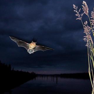 Une chauve-souris. [AP Photo/The Olympian/KEYSTONE - Tony Overman]