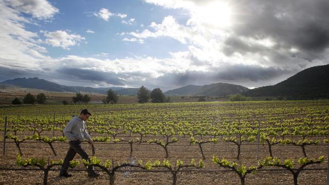 Du vin espagnol a été vendu comme AOC en Valais. [Keystone/AP Photo - Fernando Bustamante]