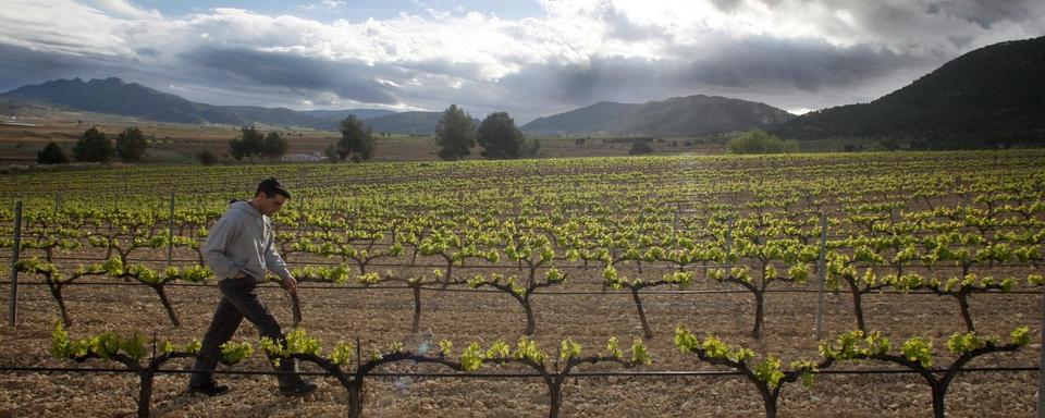 Du vin espagnol a été vendu comme AOC en Valais. [Keystone/AP Photo - Fernando Bustamante]