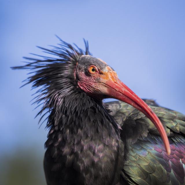 LʹIbis chauve, lʹun des oiseaux les plus rares du monde, a bien failli disparaître complètement de la surface de la Terre. [Depositphotos - fluffandshutter]