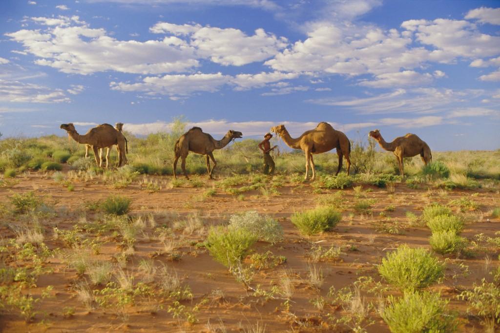 Les dromadaires ont été introduits en Australie il y a 150 ans pour l'exploration de ce continent aride. [robertharding via AFP - CLAIRE LEIMBACH]