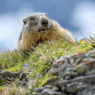 La marmotte alpine dans les Alpes. [Depositphotos - DHdeposit18]