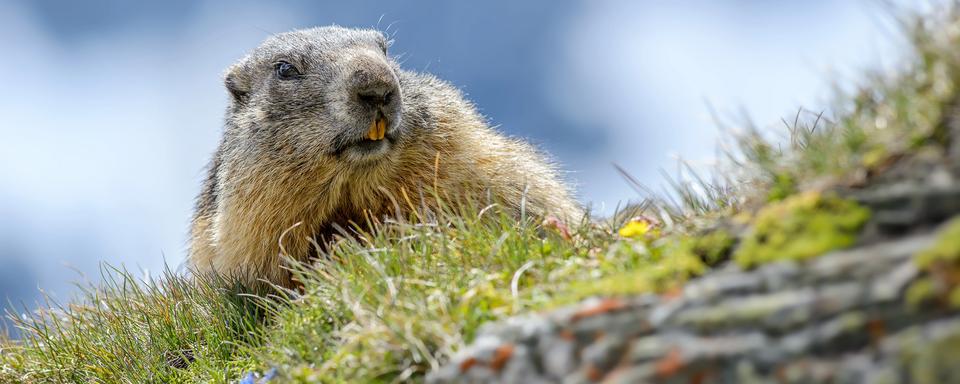 La marmotte alpine dans les Alpes. [Depositphotos - DHdeposit18]