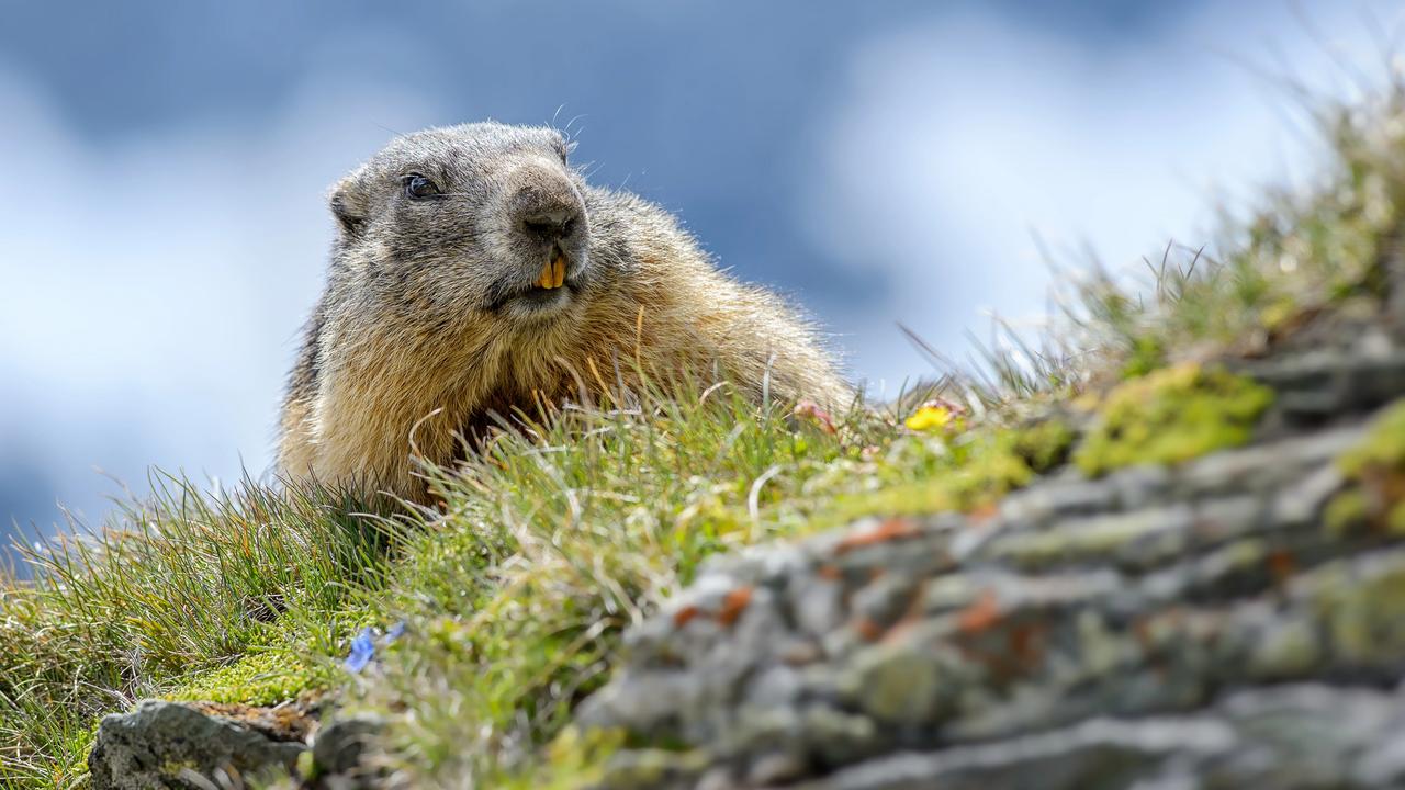 La marmotte alpine dans les Alpes. [Depositphotos - DHdeposit18]