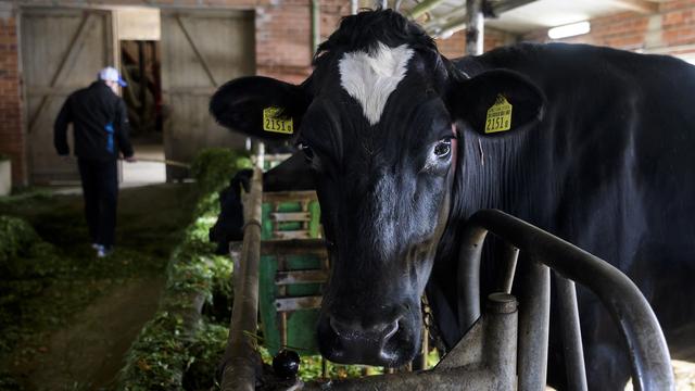 Une vache de la ferme de Hans et Wendelin Aebischer, à Bösingen, dans le canton de Fribourg, en 2017. [KEYSTONE - JEAN-CHRISTOPHE BOTT]