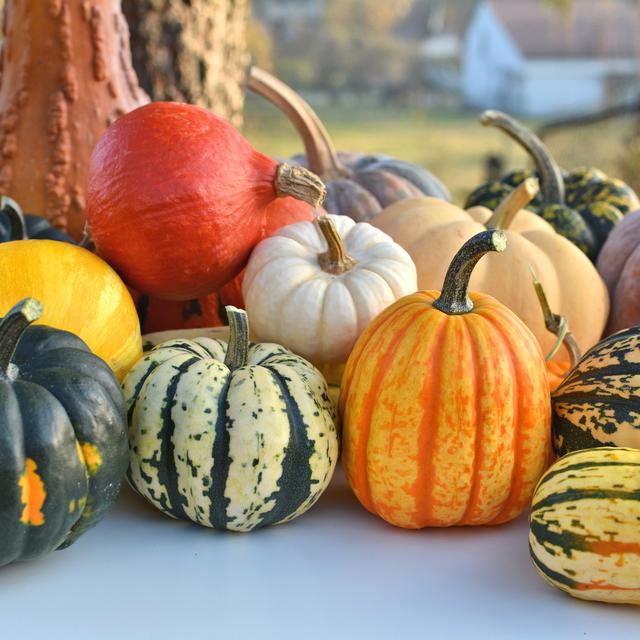 Variété de courge. [Depositphotos - © Studiobarcelona]