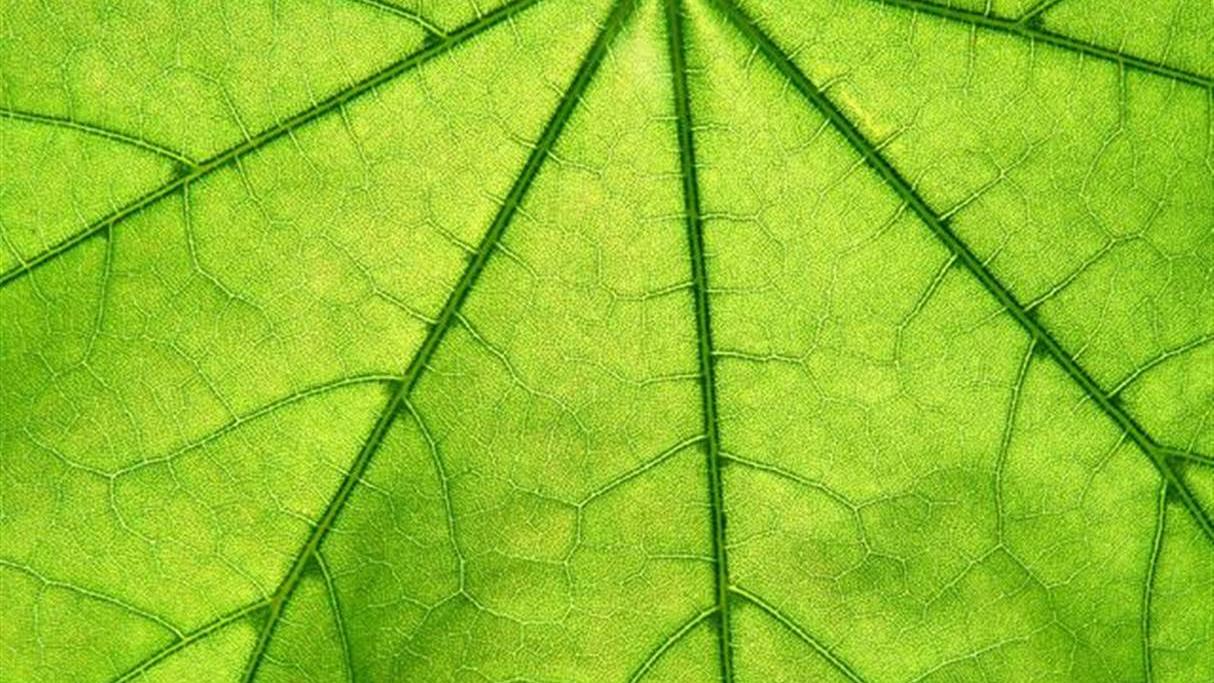 La photosynthèse des arbres est réduite au-dessus de 30 degrés, selon une étude du WSL. [Sylvie Thenard / Fotolia]