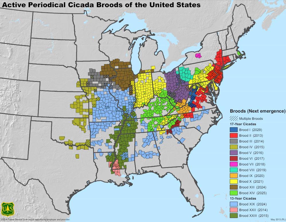 Une carte du Département de l'agriculture des Etats-Unis montrant des régions où les cigales pourraient bientôt faire leur apparition (2024 en brun et en bleu). [USDA, Département de l'agriculture des Etats-Unis]