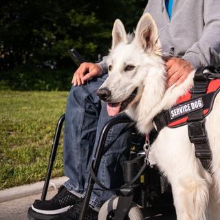 Un chien d'assistance se promène avec son maître dans un parc. [Depositphotos - 24K-Production]