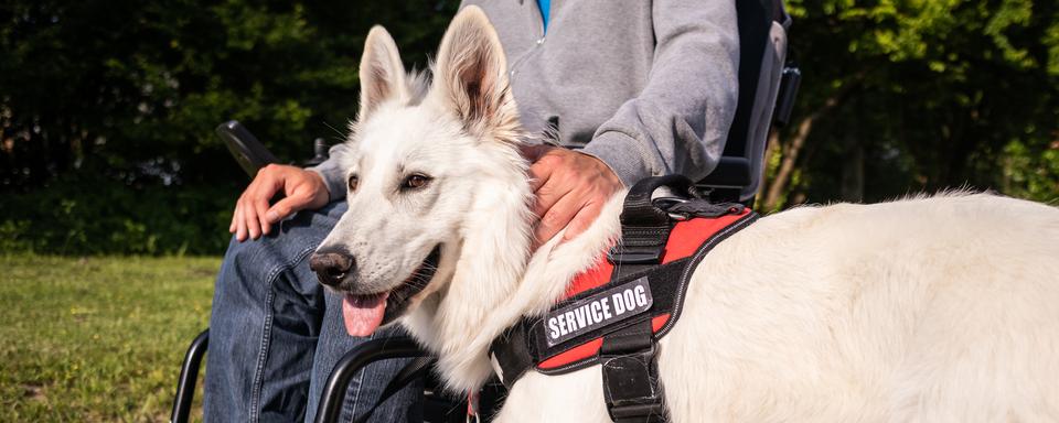 Un chien d'assistance se promène avec son maître dans un parc. [Depositphotos - 24K-Production]