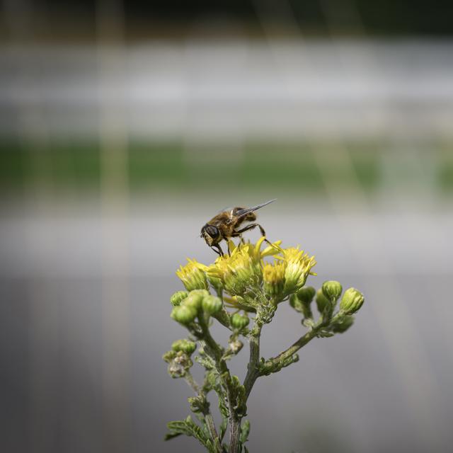 Le résultat de la votation sur la biodiversité reflète peut-être un clivage ville-campagne. [Keystone - Gabriel Monnet]