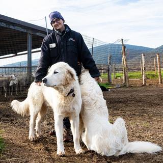 Italie, région de Grosetto: Marika Francioli, dans son entreprise agro-touristique « Le Tofane » et ses chiens berger de Maremma-abruzzese qui protègent son troupeau de mouton des loups. [RTS - Lucile Solari]
