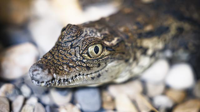 Seize crocodiles sacrés élevés par Aquatis sont en route pour le Maroc. [Keystone - Valentin Flauraud]