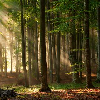 Dans lʹintimité des Arbres: une peau à toute épreuve [Depositphotos - danmir12]