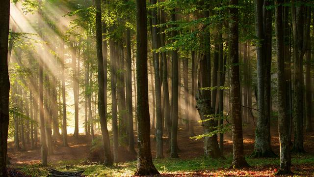 Dans lʹintimité des Arbres: une peau à toute épreuve [Depositphotos - danmir12]