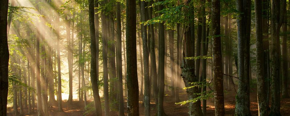 Dans lʹintimité des Arbres: une peau à toute épreuve [Depositphotos - danmir12]