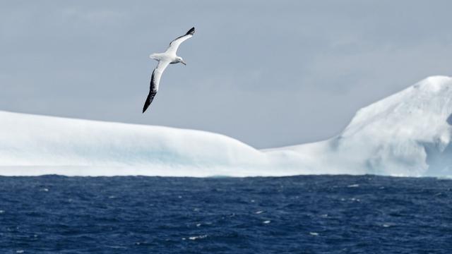 Un albatros des neiges volant au-dessus des icebergs dans les régions polaires de l'Antarctique, 15 janvier 2024. [robertharding via AFP - Adrian Wlodarczyk]