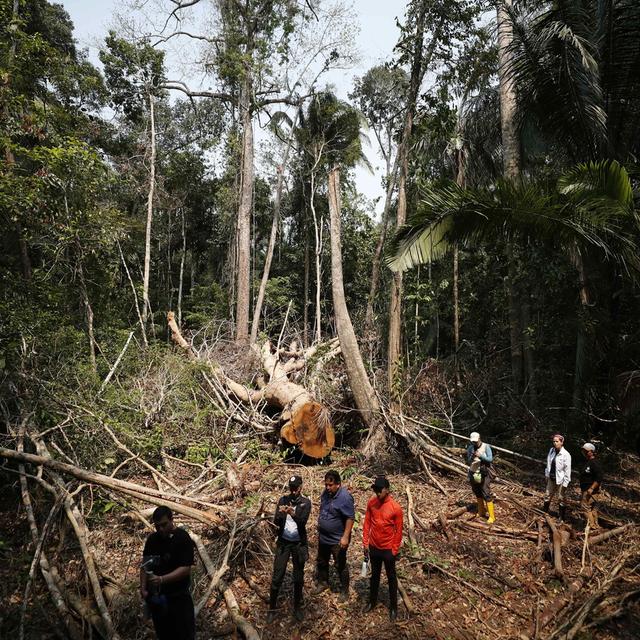 Les communautés indigènes d'Amazonie veulent préserver le Shihuahuaco, un arbre tropical gigantesque au bois dur, convoité par l'exploitation forestière latino-américaine. [Keystone/EPA - Paolo Aguilar]