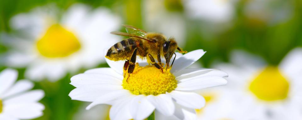 Le microbiote de l'abeille module le comportement social de cet insecte. [Depositphotos - Ale-ks]