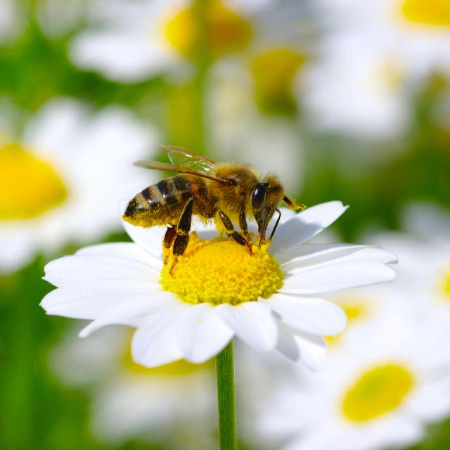 Le microbiote de l'abeille module le comportement social de cet insecte. [Depositphotos - Ale-ks]