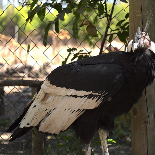 Le Condor andin, emblème de plusieurs pays d'Amérique latine est l'un des oiseaux les plus grands sur Terre [RTS - Marion Esnault]