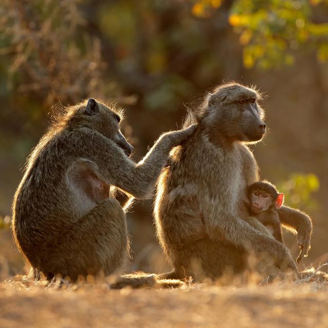 Lors d'expéditions en Afrique du Sud, au Népal et au Japon, le primatologue Cédric Sueur a étudié de près les macaques, les babouins et les chimpanzés. [Depositphotos - EcoPic]
