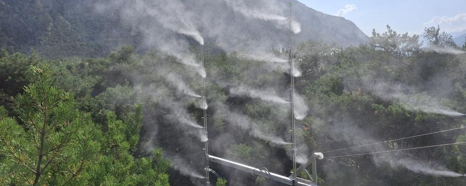 Le WSL et et lʹEPFL ont inauguré un dispositif inédit au Bois de Finges, en Valais, pour étudier l'effet de la sécheresse de l'air sur les forêts. [RTS - Sarah Dirren]